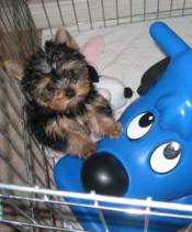 yorkie puppy