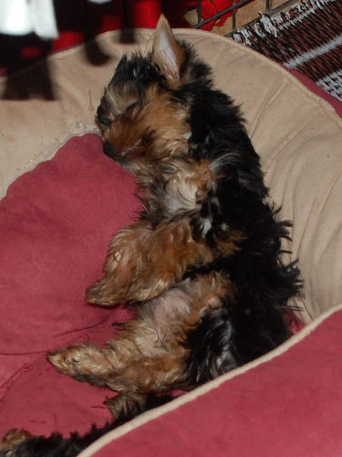 raising yorkies how to raise a yorkie breeds picture raising yorkies how to raise a yorkie breeds picture