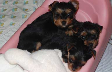 April  12 Yorkie Puppies