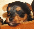 CutestDogCompetition.com