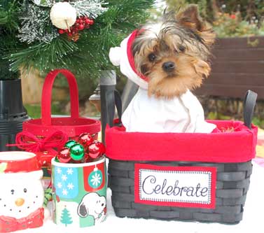 Yorkie Puppies