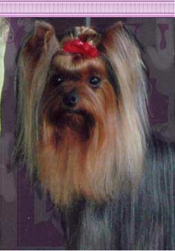 Yorkshire Terrier