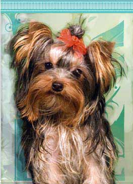 Yorky Puppy