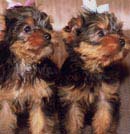 Yorkie Puppies