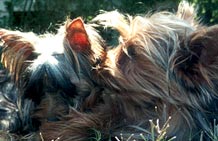 yorkie choking terriers yorkie puppies breeder information san diego yorkie choking terriers yorkie puppies breeder information san diego