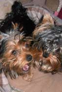 Playful Yorkie Puppies