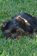 Yorkie Puppy