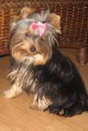 Yorkie girl