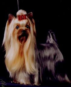 Yorkshire Terrier