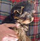 Yorkie Puppy