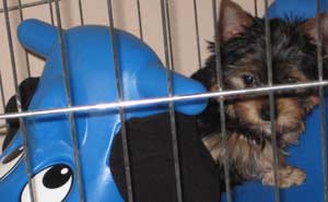 yorkie puppy