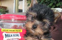 Yorkshire Terrier Puppy