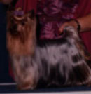 Champion Yorkshire Terrier