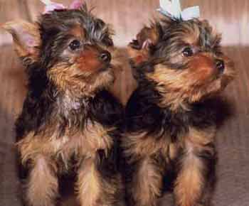 Yorkie Puppies