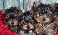 Yorkshire Terrier Puppies