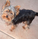 Yorkie Puppy