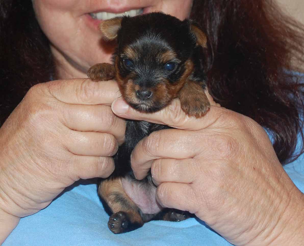 yorkie puppy