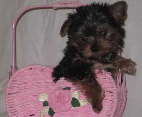 yorkie puppy