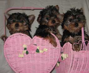 yorky puppies