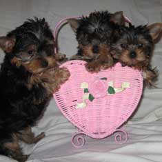 yorkie puppies