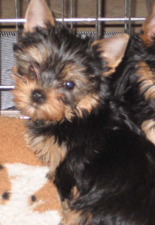 yorkie puppy