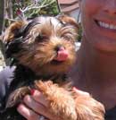 Yorkie Puppy