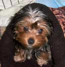 Yorky Puppy