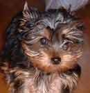 Yorkie Puppy