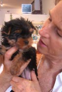 Yorkie Puppy