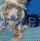 Yorkie Puppy