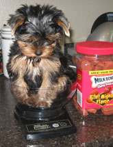 Yorkie puppy