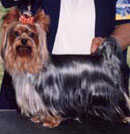 Champion Yorkie